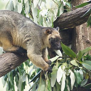 Lumholtz tree kangaroo