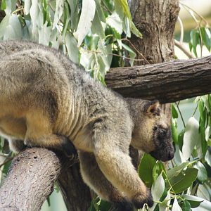 Lumholtz tree kangaroo