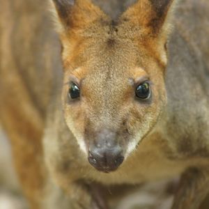 Red-legged pademelon portrait