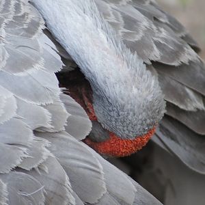 Brolga preening