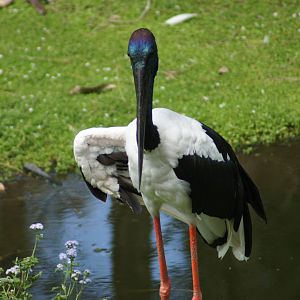 Black necked stork