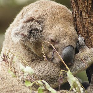 Koala