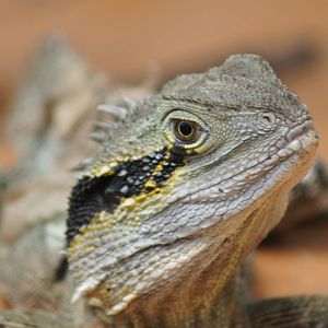 Wild eastern water dragon