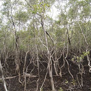 Mangroves in front of David Fleay Wildlife Park