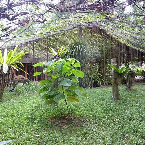 Leopard enclosure, May 2013.