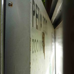 Gecko on map, May 2013.