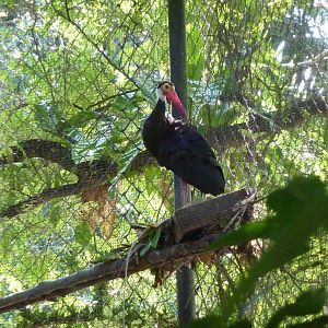 Storm's stork, May 2013.