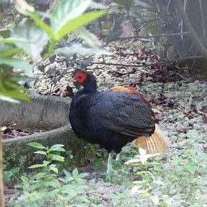 Crestless fireback, May 2013.