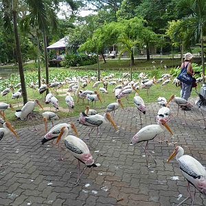 Painted storks, May 2013.