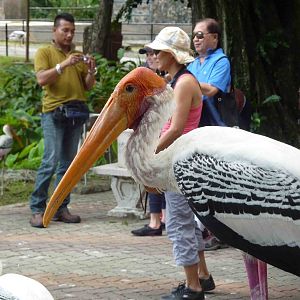 Painted stork, May 2013.