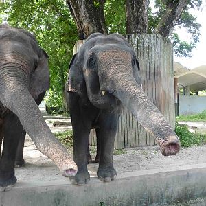 Elephants begging, May 2013.