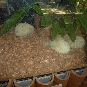 White Amur hedgehogs, May 2013.