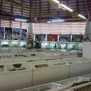 Live bee museum, May 2013.