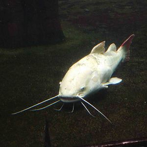 White redtail catfish, May 2013.