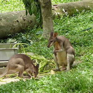 Pademelon, May 2013.