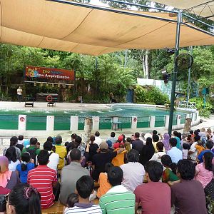 Sealion show, May 2013.