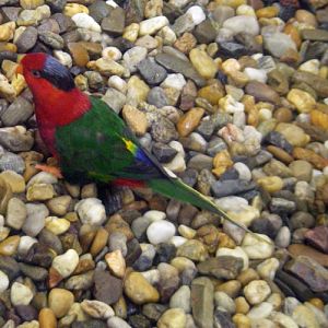 Papuan Lorikeet (Charmosyna papou)