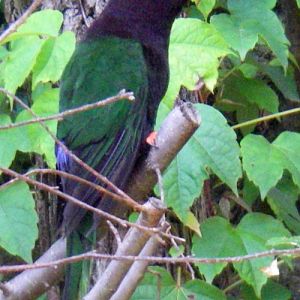 Papuan Lorikeet (Charmosyna papou)
