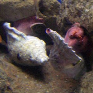 Trumpet Shells (Charonia lampas)