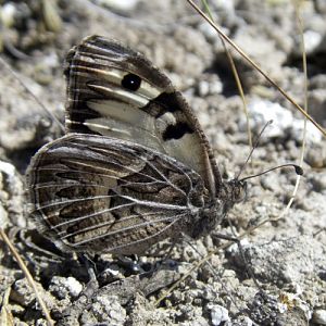 Southern Hermit (Chazara prieuri)