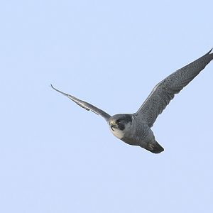 Peregrine falcon