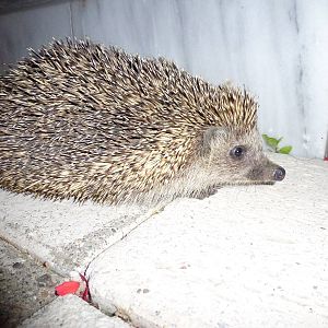 Northern white-breasted hedgehog, July 2013.