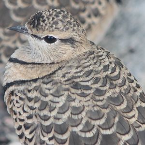Double-banded courser