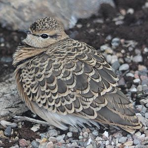 Double-banded courser