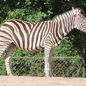 Zebra