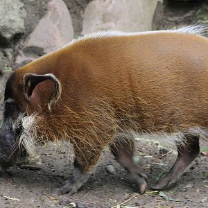 Red river hog