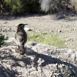 Cactus Wren