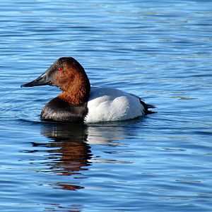 Canvasback - male