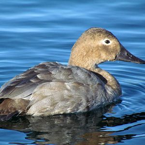 Canvasback - female