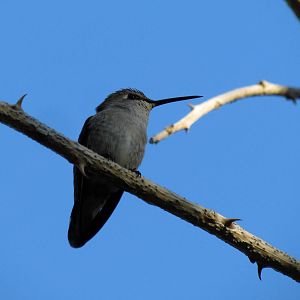 Costa's Hummingbird - female