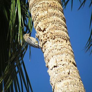 Gila Woodpecker - female