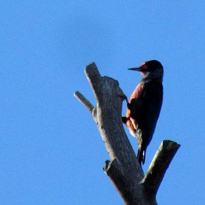 Lewis's Woodpecker