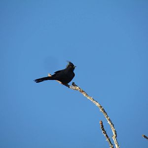 Phainopepla - male