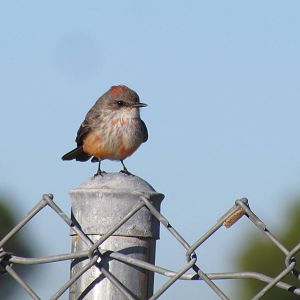 Vermilion Flycatcher - juvenile