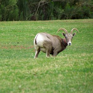 Desert Bighorn Sheep