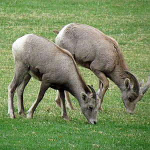 Desert Bighorn Sheep