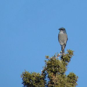 Western Scrub Jay