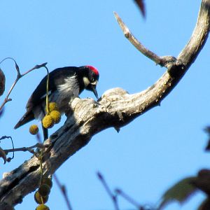 Acorn Woodpecker
