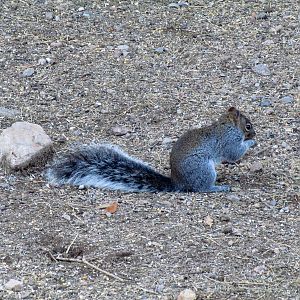 Arizona Gray Squirrel