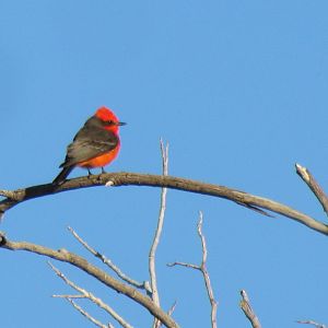 Vermilion Flycatcher - male