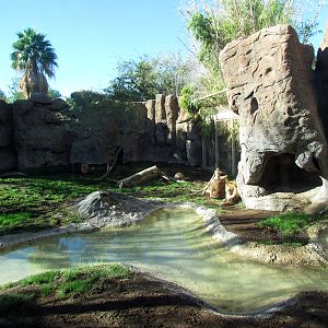 African Lion Exhibit