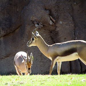 Speke's Gazelle