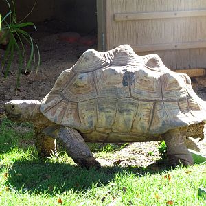 Leopard Tortoise