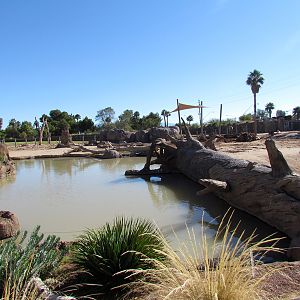 Expedition Tanzania - African Bush Elephant Enclosure
