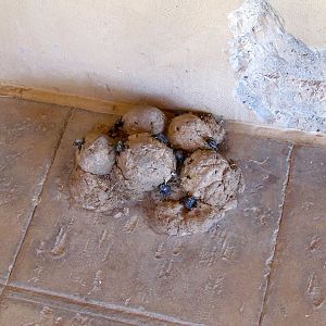 Expedition Tanzania - Artificial Dung Beetles