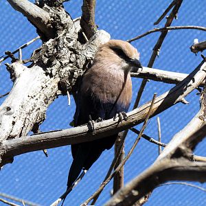 Flight Connection - Blue-bellied Roller